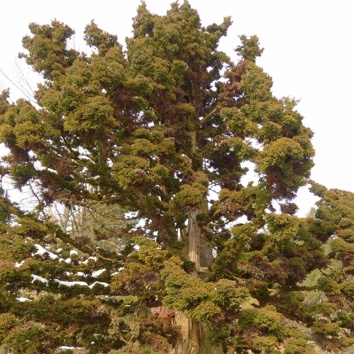 Cryptomeria japonica, il Cedro Giapponese