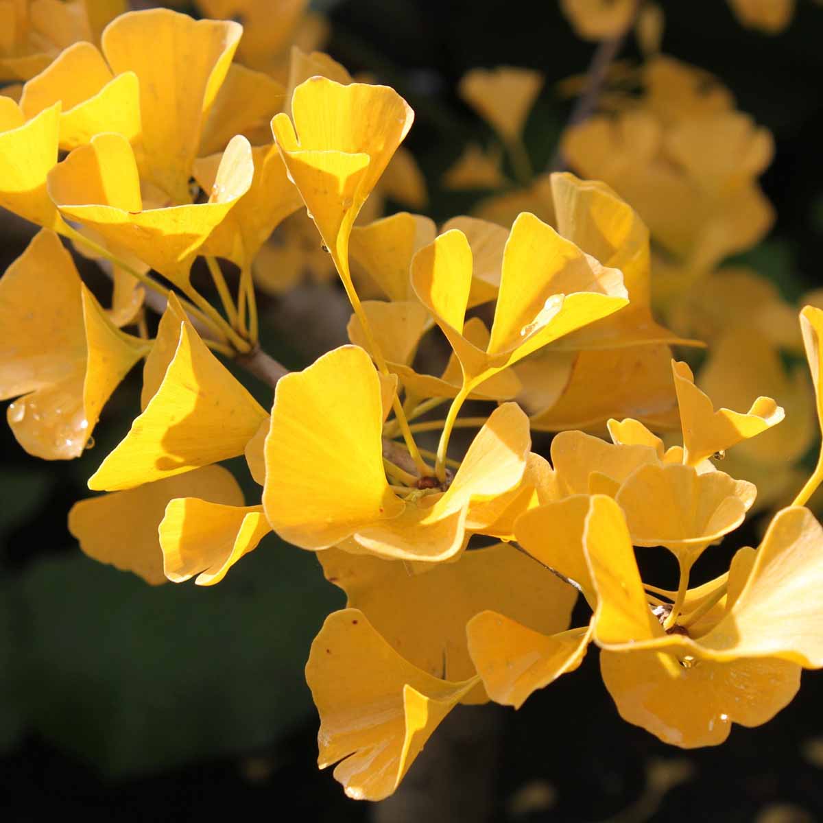 Il Ginkgo biloba, l’albero dei Ventagli