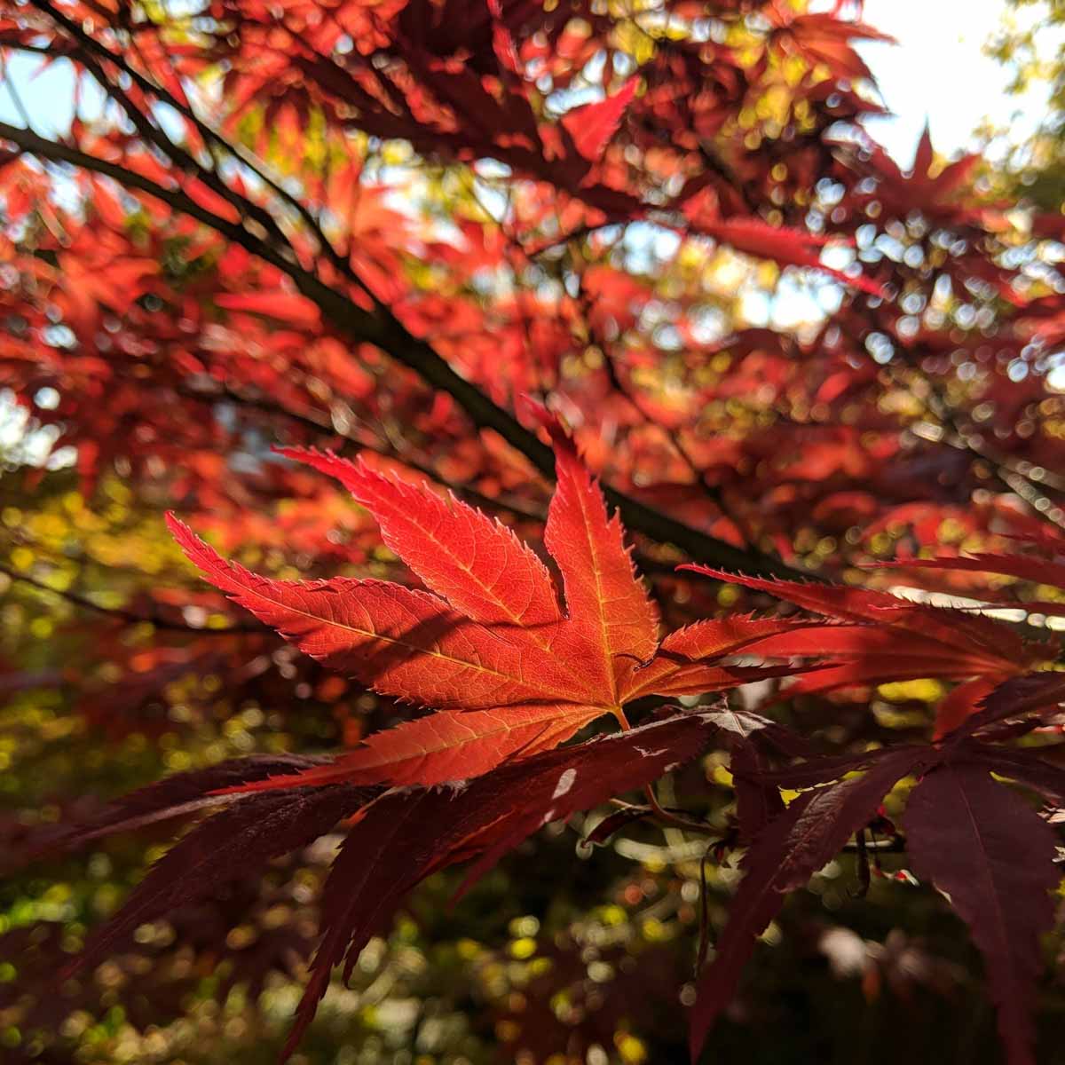 La maestosità autunnale dell’Acero Rosso