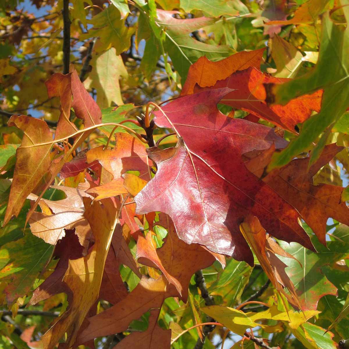 La Quercia rossa