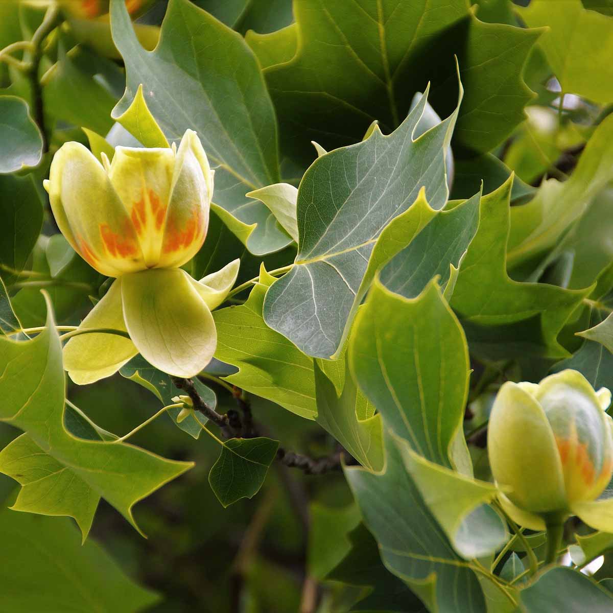 La grande bellezza del Liriodendron tulipifera