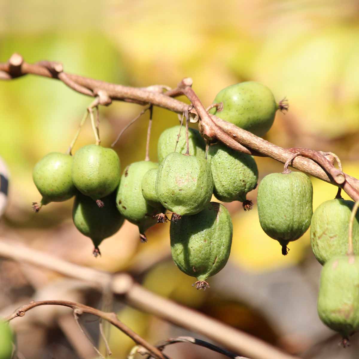 L’Actinidia