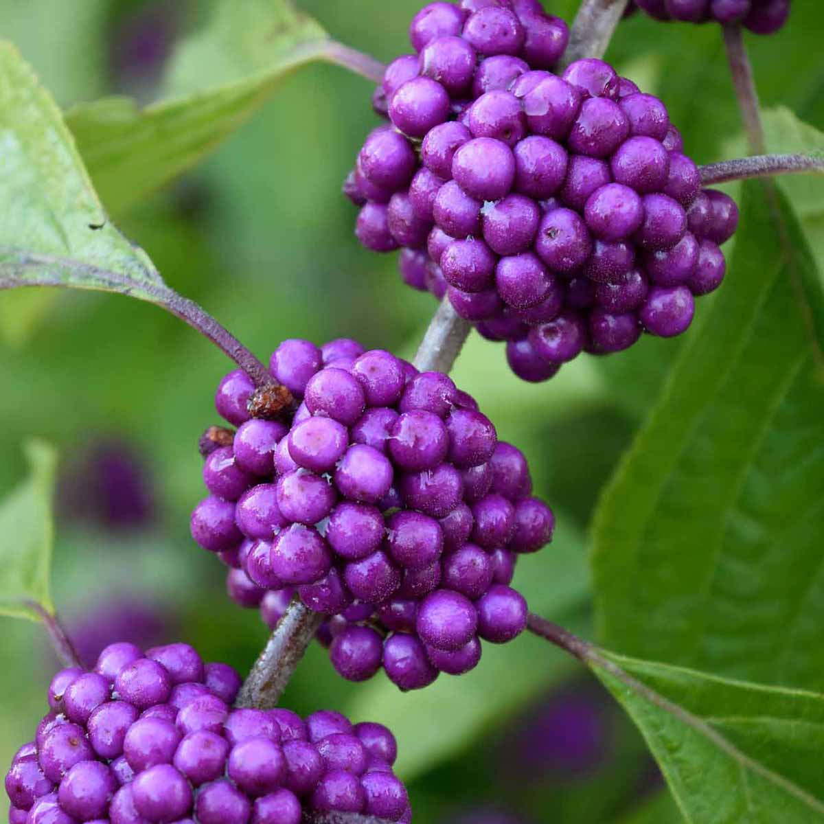 La Callicarpa