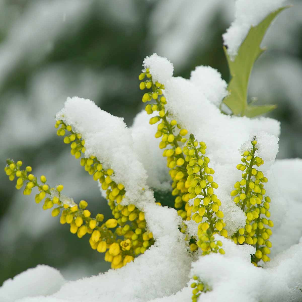 5 piante da… Inverno!