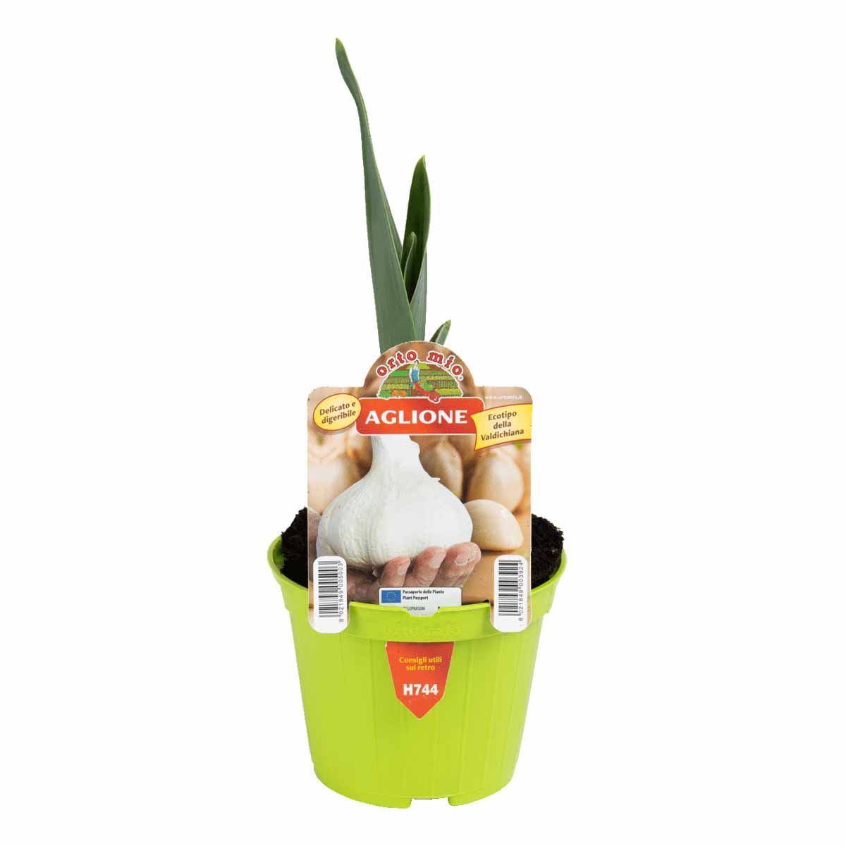 Aglione Elphant Garlic in vaso diametro 10 cm