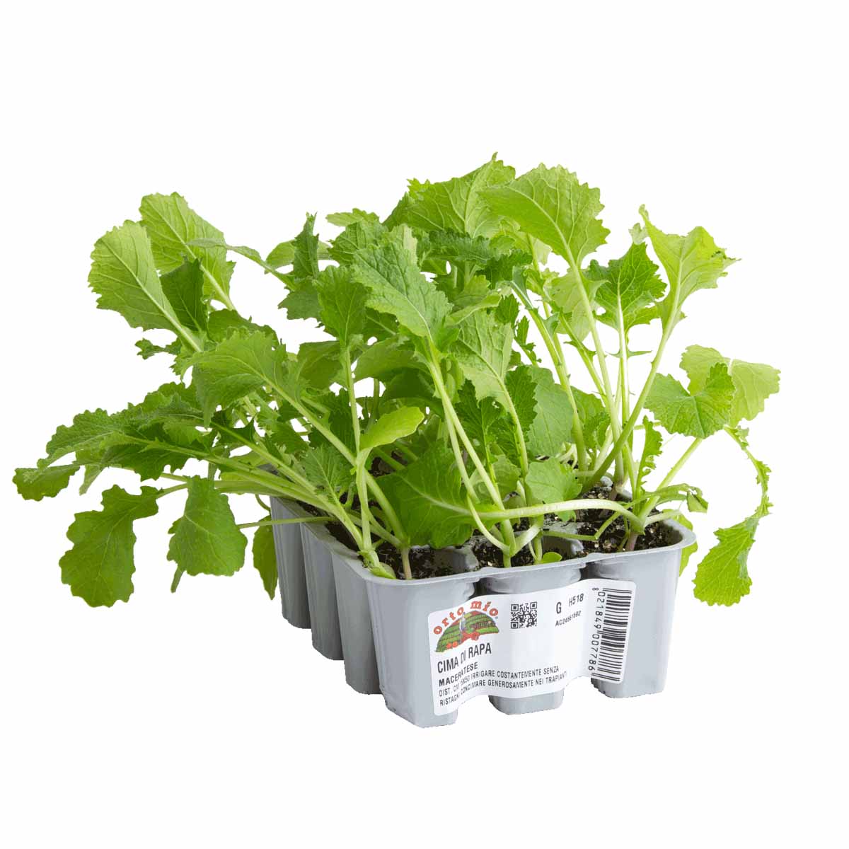 Cime di Rapa in pack da 12 piante