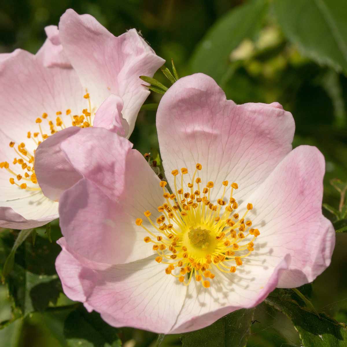 La Rosa Canina: Tesoro Botanico di Salute e Bellezza