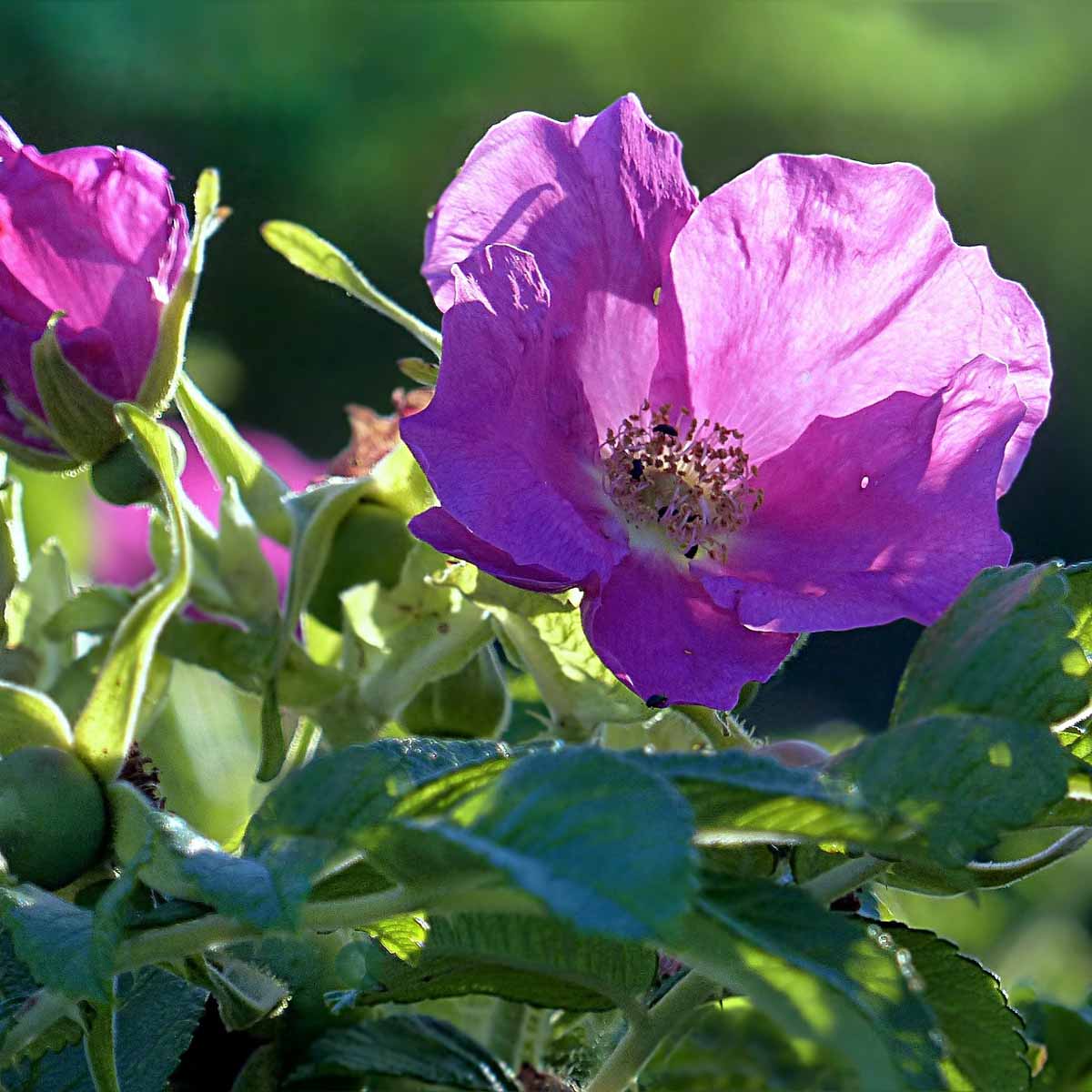 La Rosa Canina