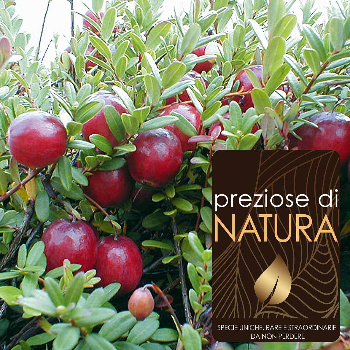 Preziose di Natura – Cranberry Pilgrim