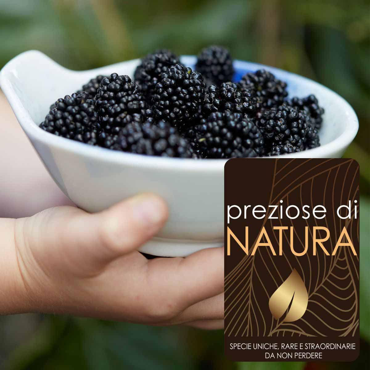 Preziose di Natura – Gelso Nano Mojoberry