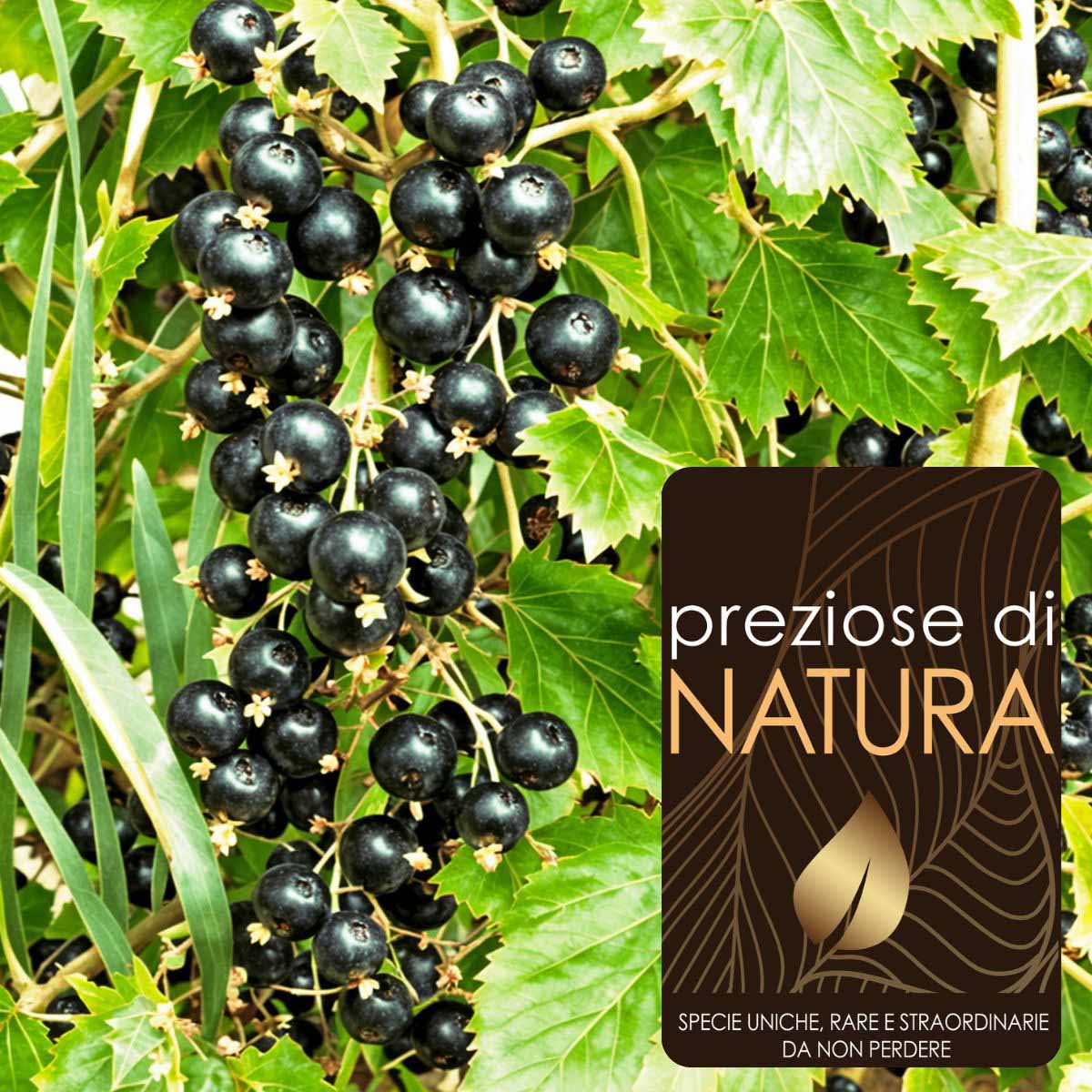 Preziose di Natura – Ribes Nero Titania