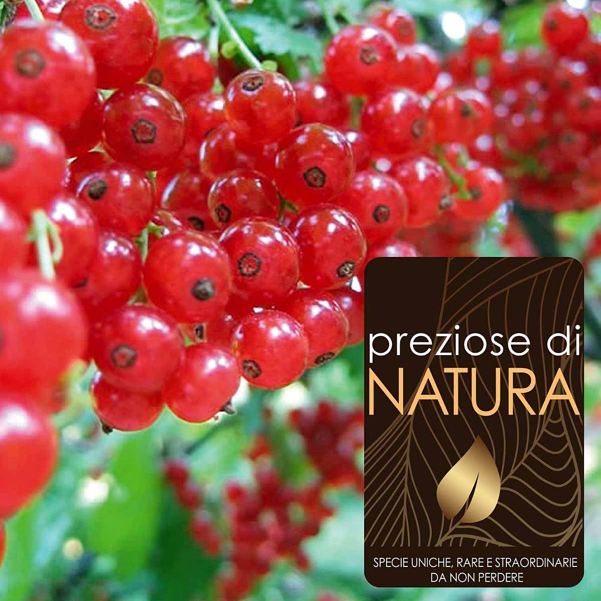 Preziose di Natura – Ribes Rosso Junifer
