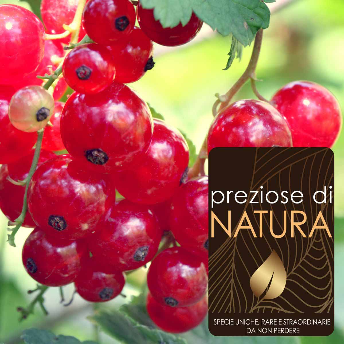Preziose di Natura – Ribes Rosso Rovada