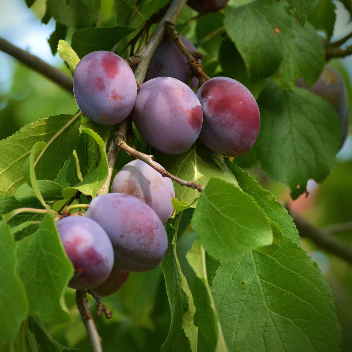 Susino in varietà