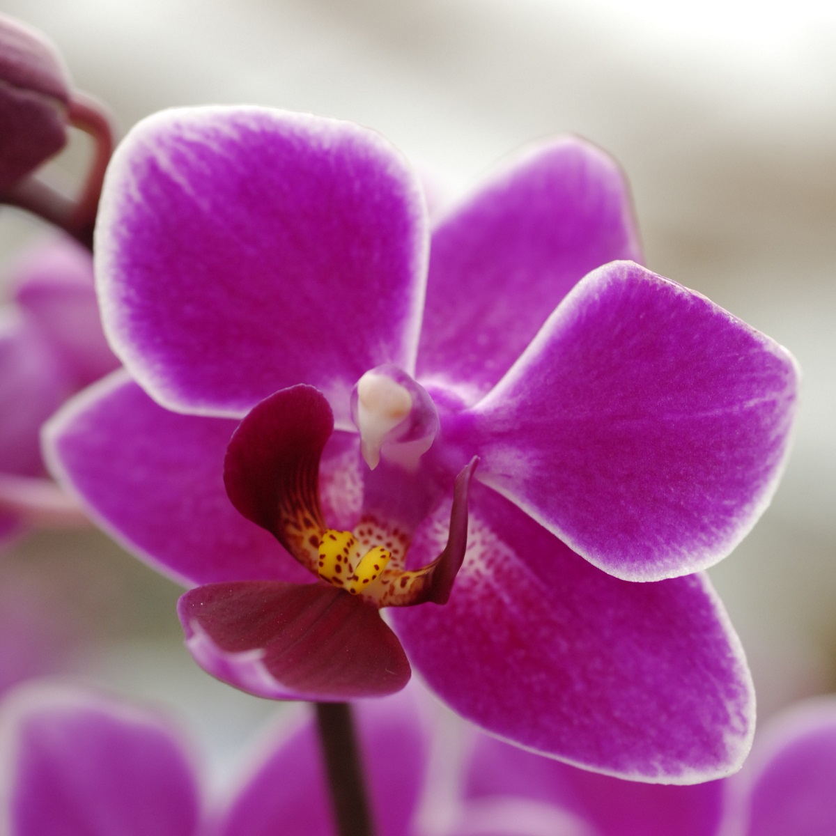Torna il Festival delle Orchidee di Viridea