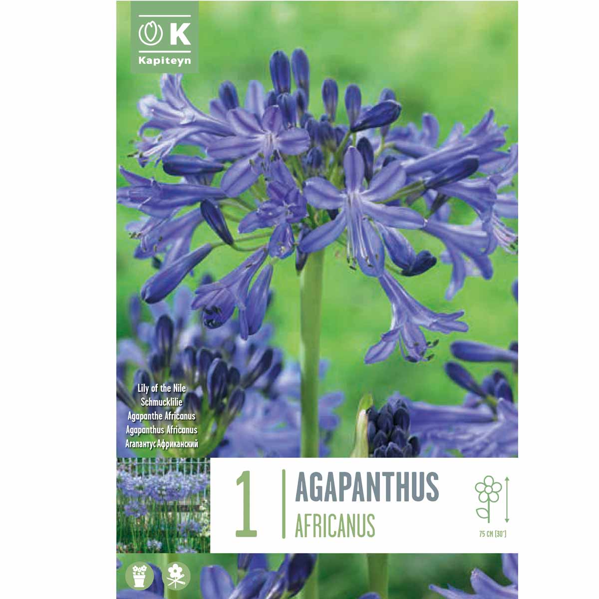 Kapiteyn Agapanthus ‘Africanus’ (1 rizoma)