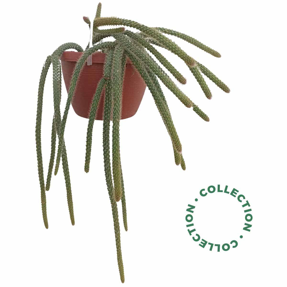 Linea Piante Grasse da collezione – Aporocactus flagelliformis