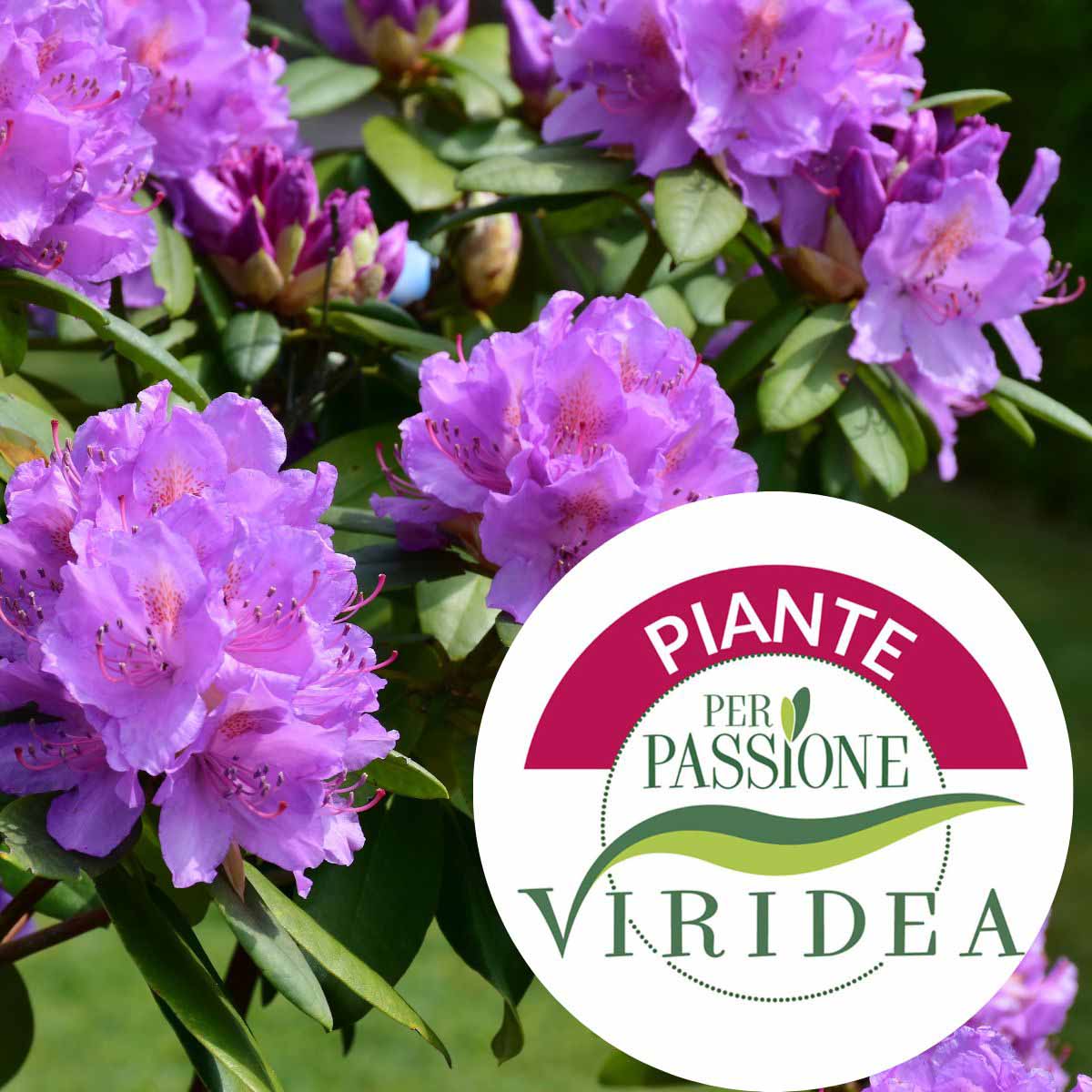 Piante Per Passione – Rhododendro in varietà