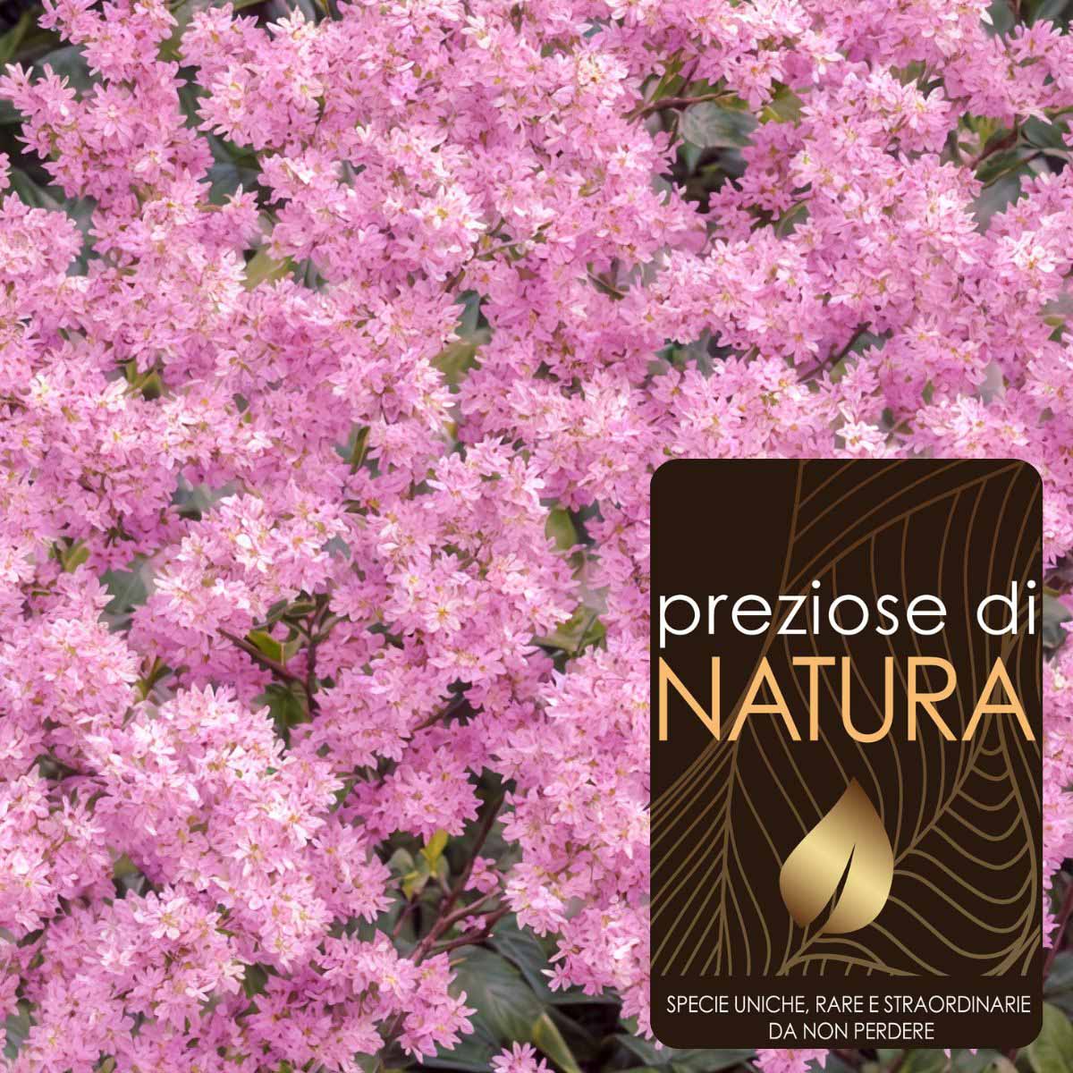 Preziose di Natura – Astilbe Chinensis “Vision In Pink”®