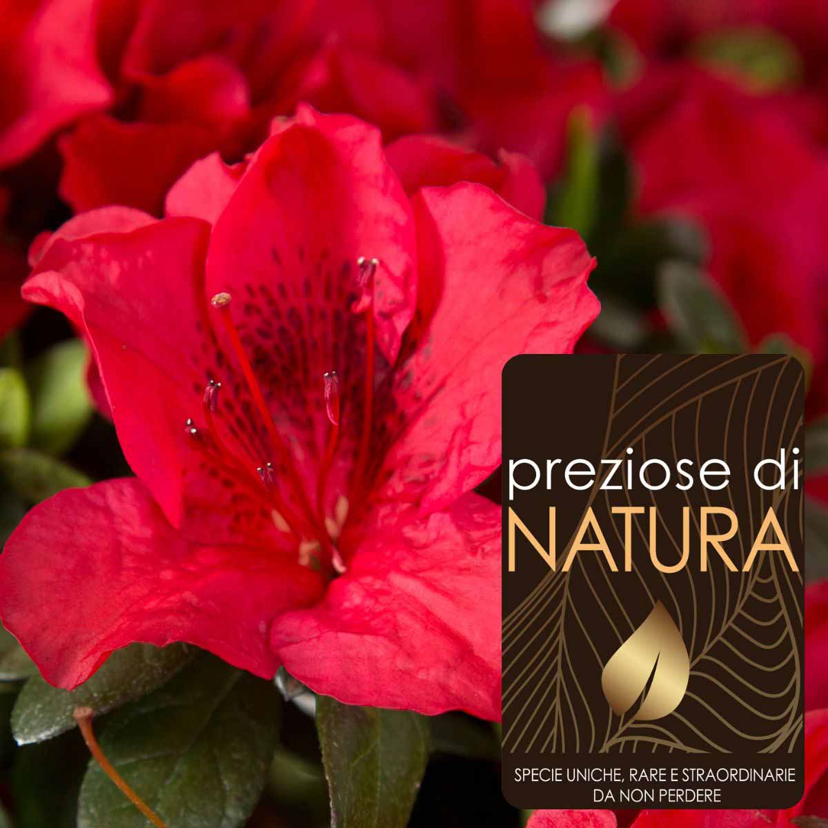 Preziose di Natura – Azalea Encore “Autumn Fire”