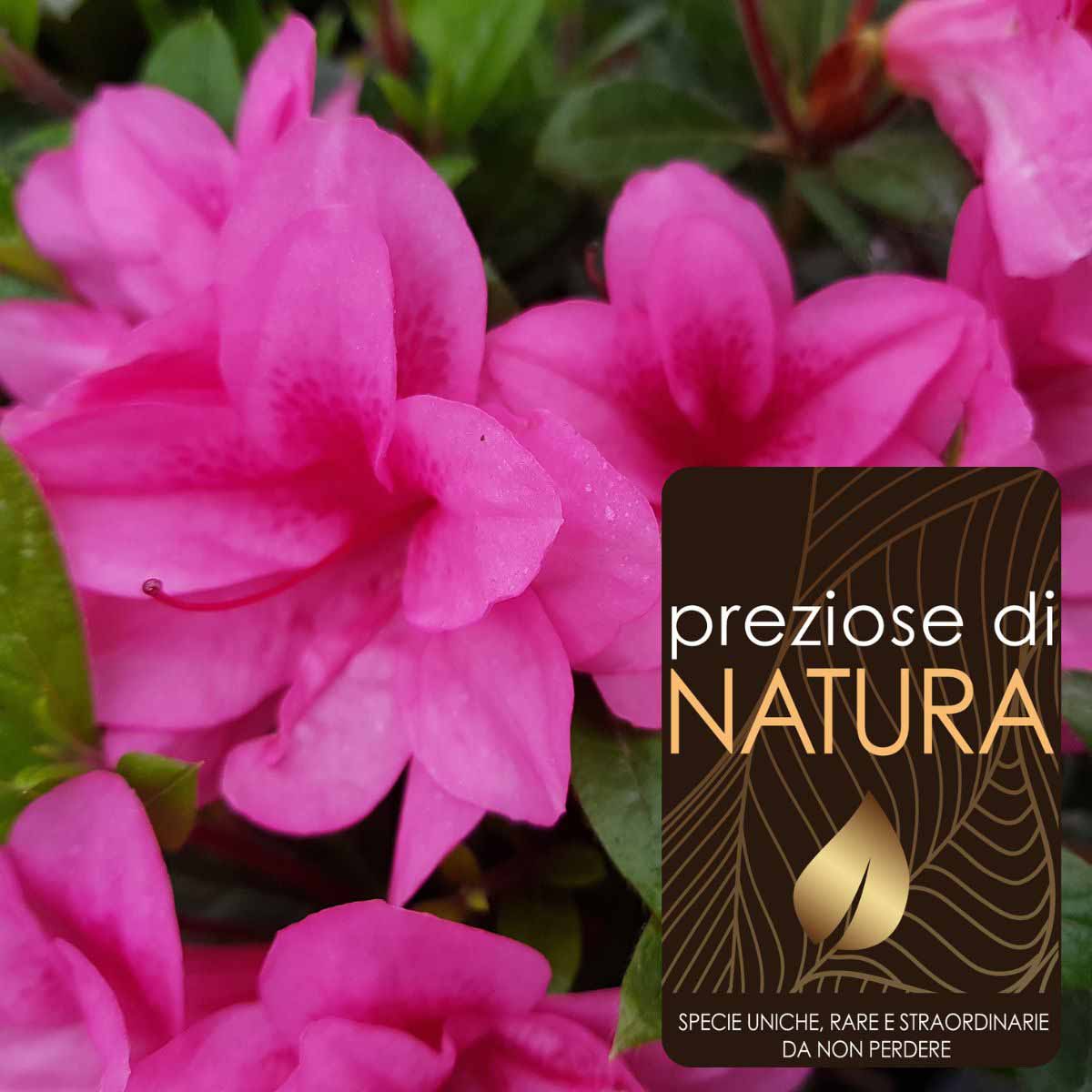 Preziose di Natura – Azalea Encore “Empress”
