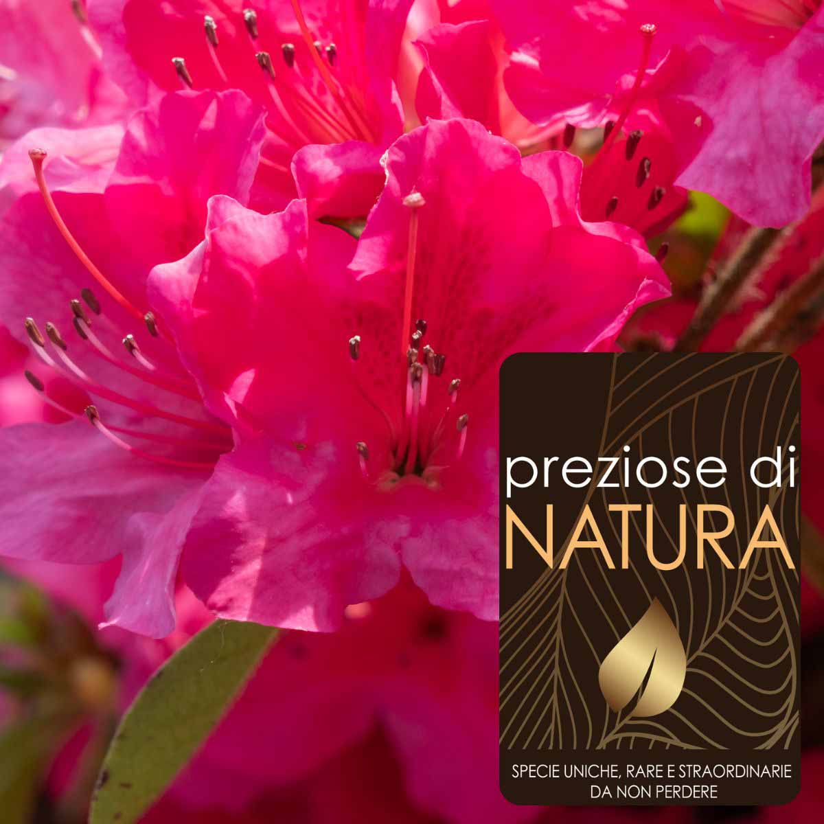 Preziose di Natura – Azalea Encore “Sangria”