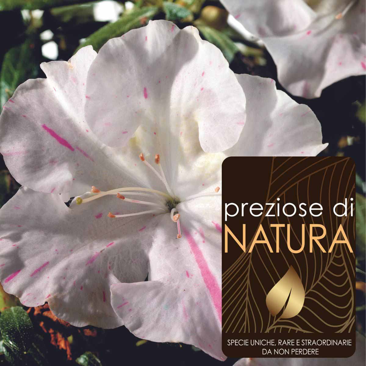 Preziose di Natura – Azalea Encore “Starlite”