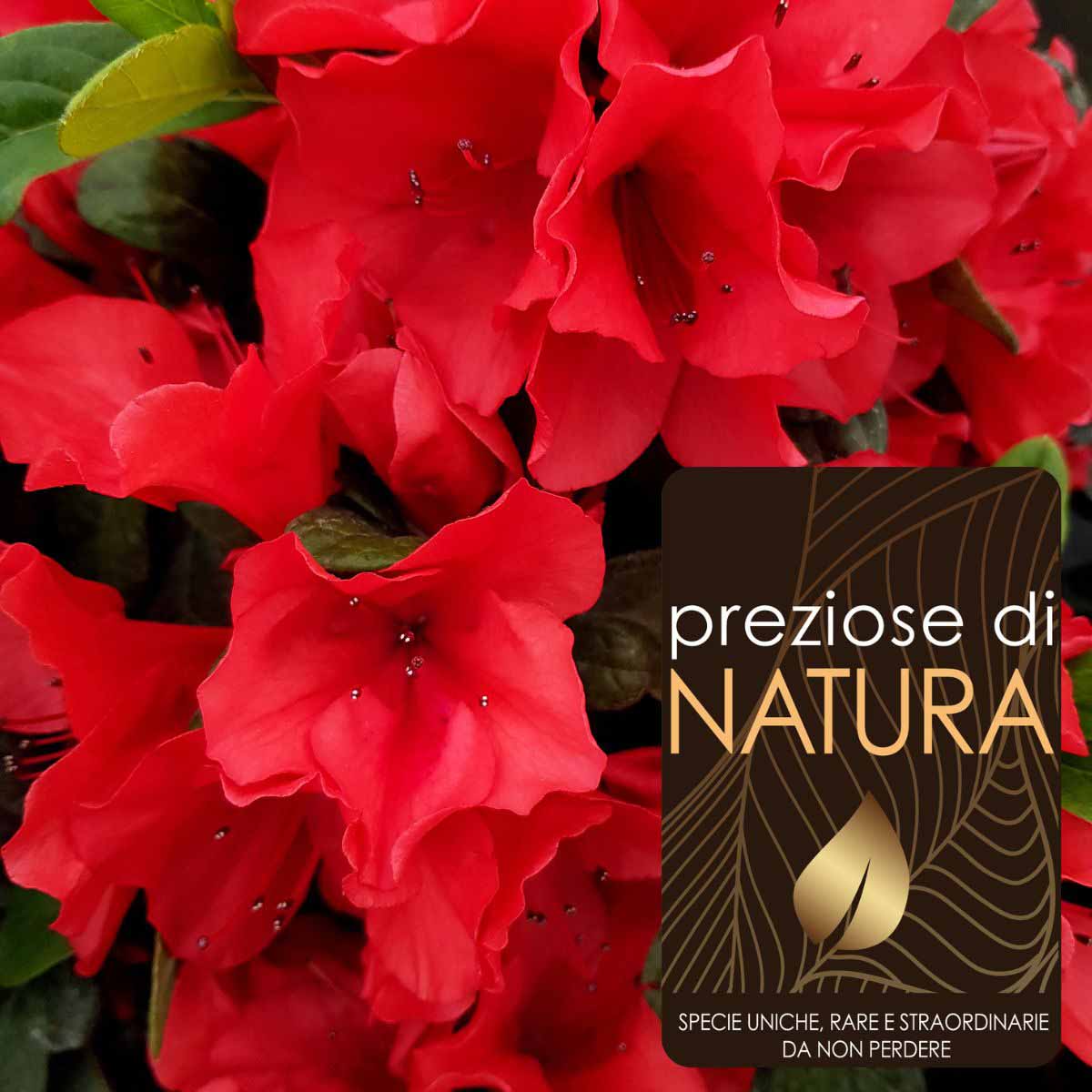 Preziose di Natura – Azalea Encore “Sunset”