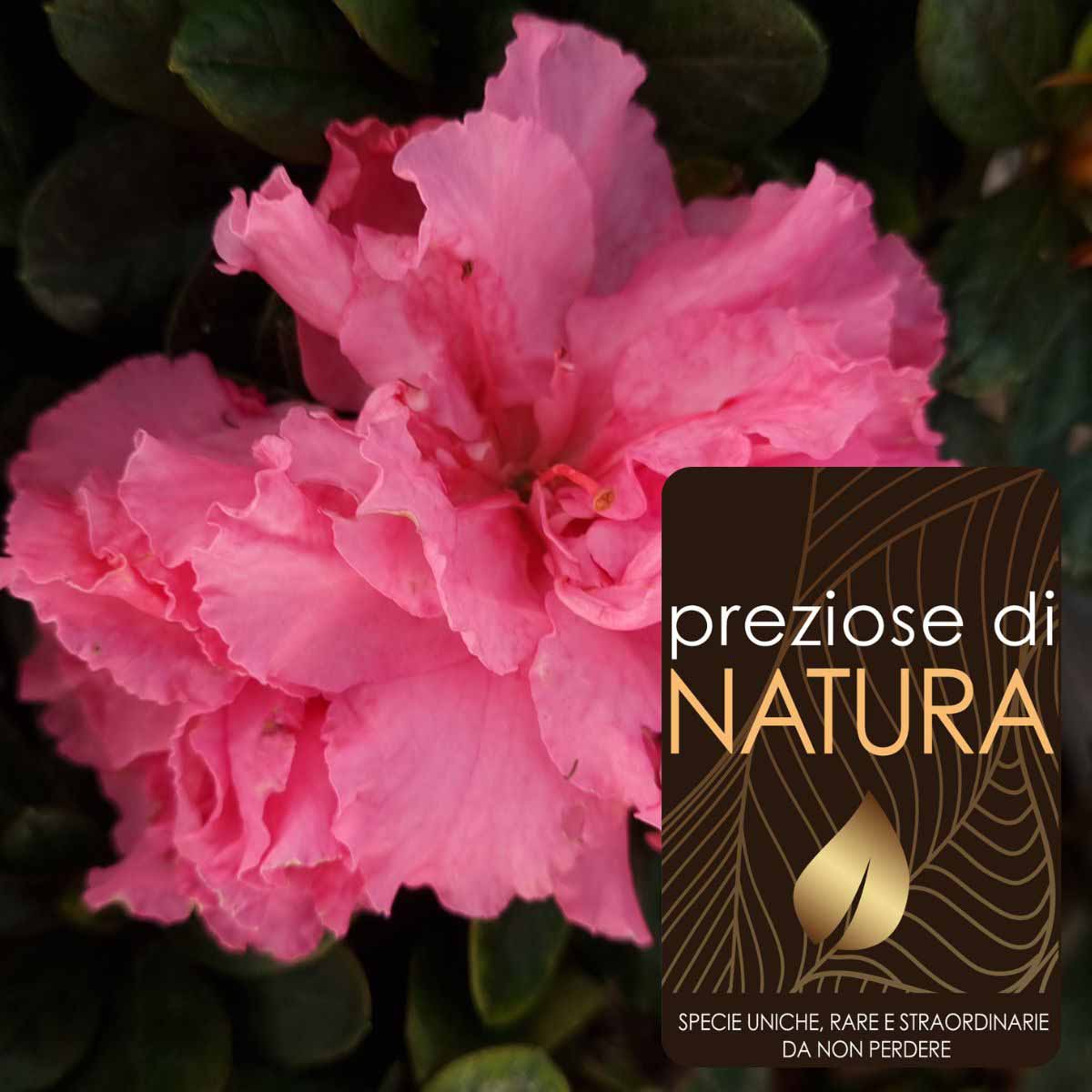 Preziose di Natura – Azalea Repetita “Pink”