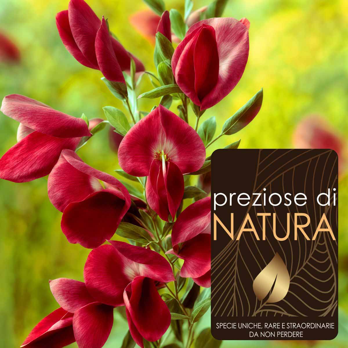 Preziose di Natura – Cytisus Scoparius (Ginestra) “Boskoop Ruby”