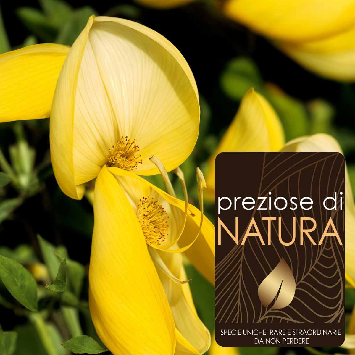 Preziose di Natura – Cytisus Scoparius (Ginestra) “Golden Cascade”