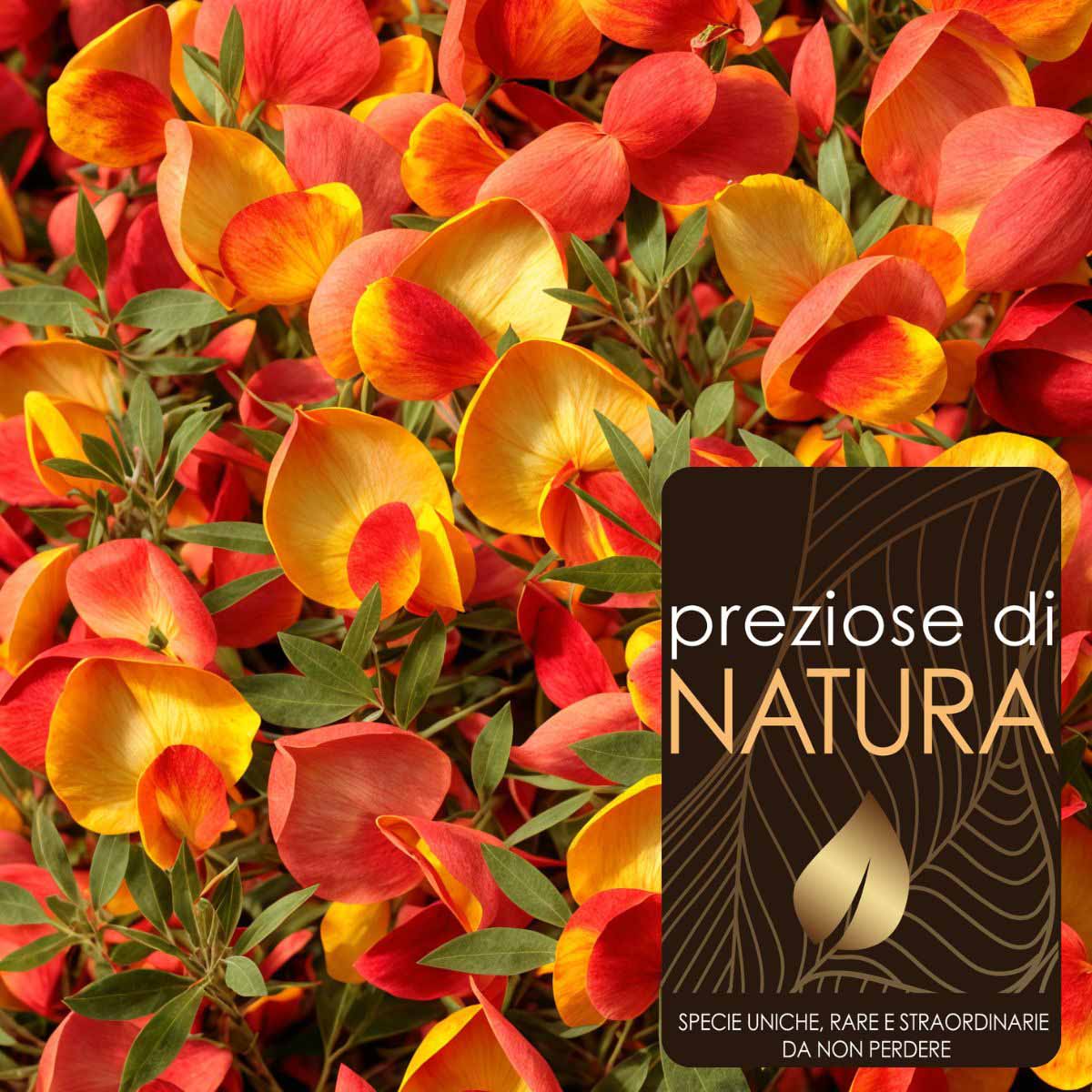 Preziose di Natura – Cytisus Scoparius (Ginestra) “Lena”