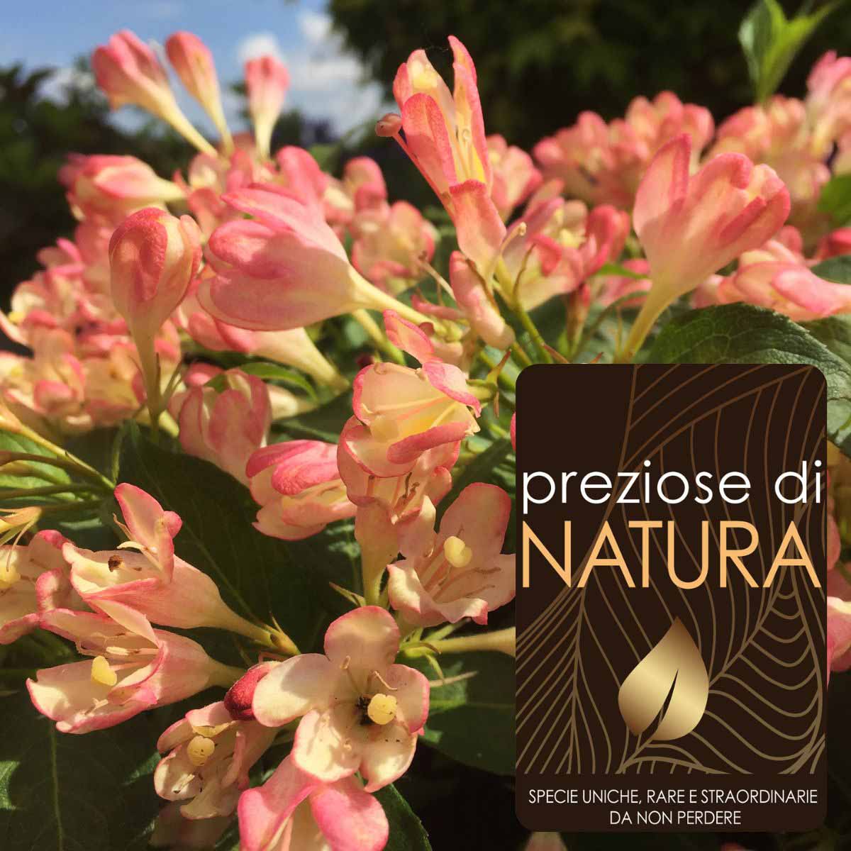 Preziose di Natura – Weigela “All Summer Peach”