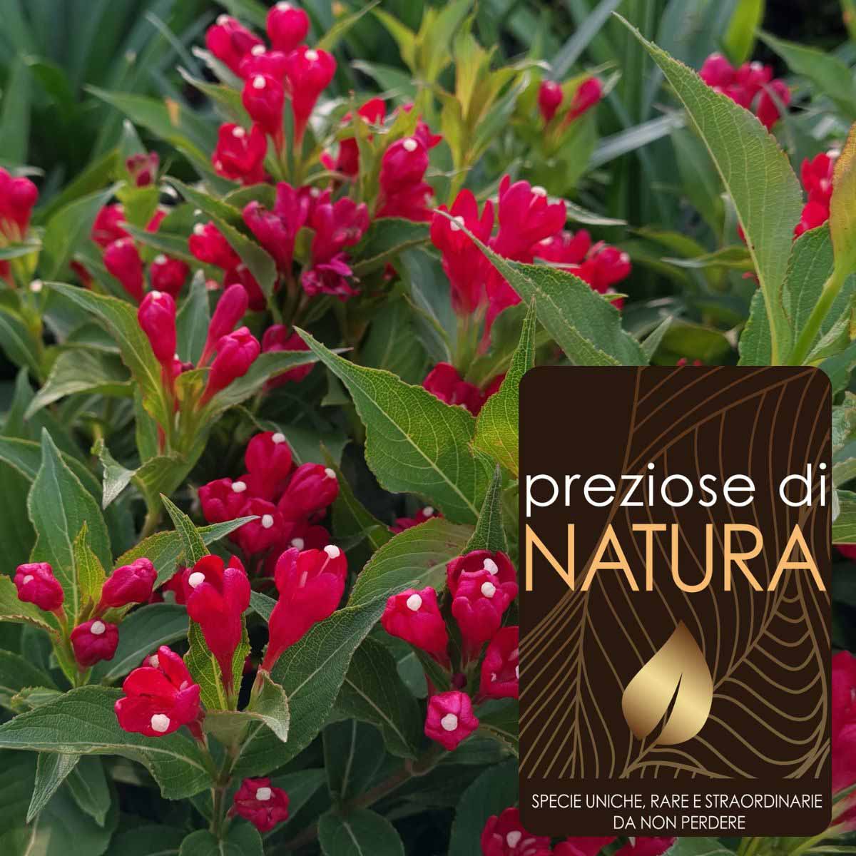 Preziose di Natura – Weigela “All Summer Red”