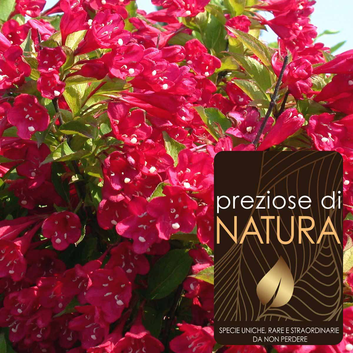 Preziose di Natura – Weigela “Nain Rouge”