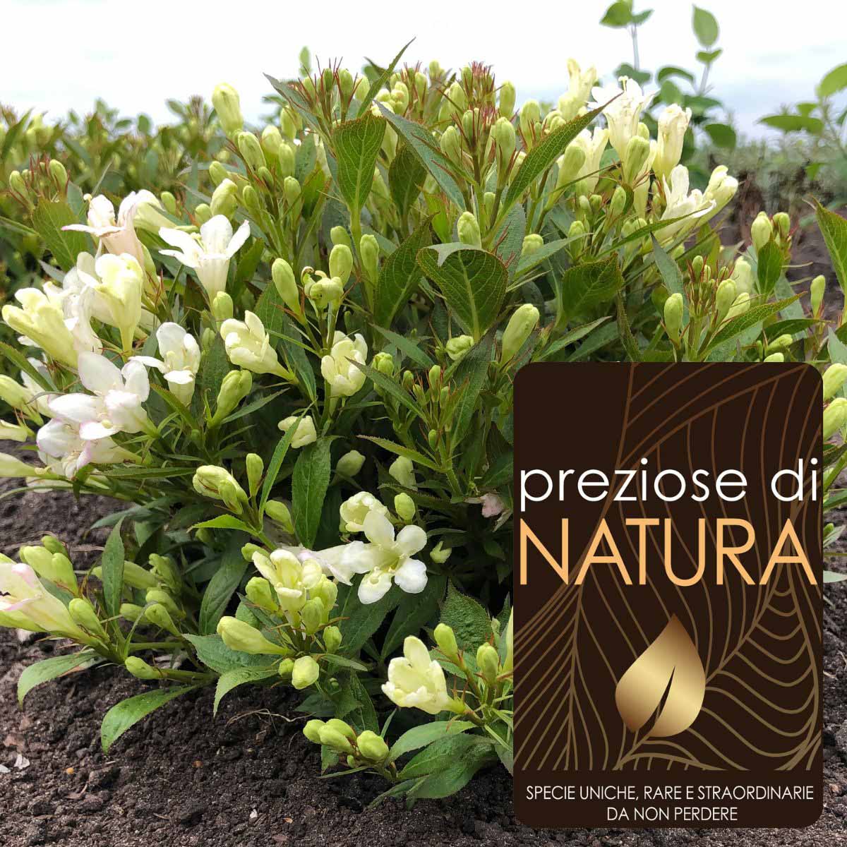 Preziose di Natura – Weigela Picobella “Bianco”