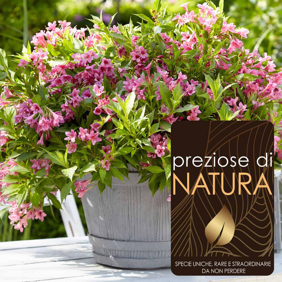 Preziose di Natura – Weigela Picobella “Rosa”