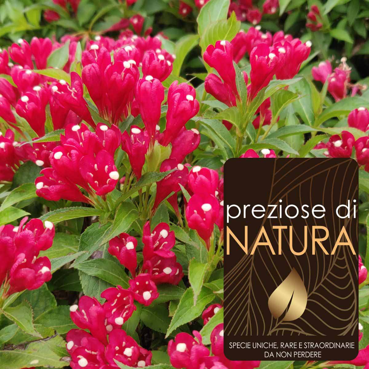 Preziose di Natura – Weigela Picobella “Rosso”