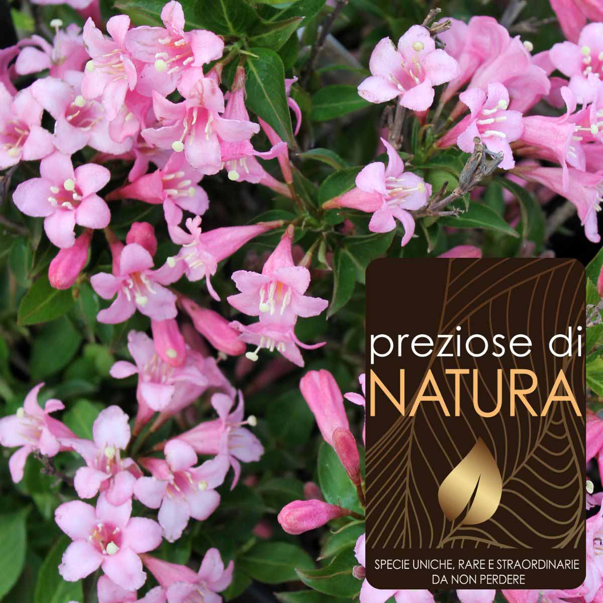 Preziose di Natura – Weigela “Pink Poppet”