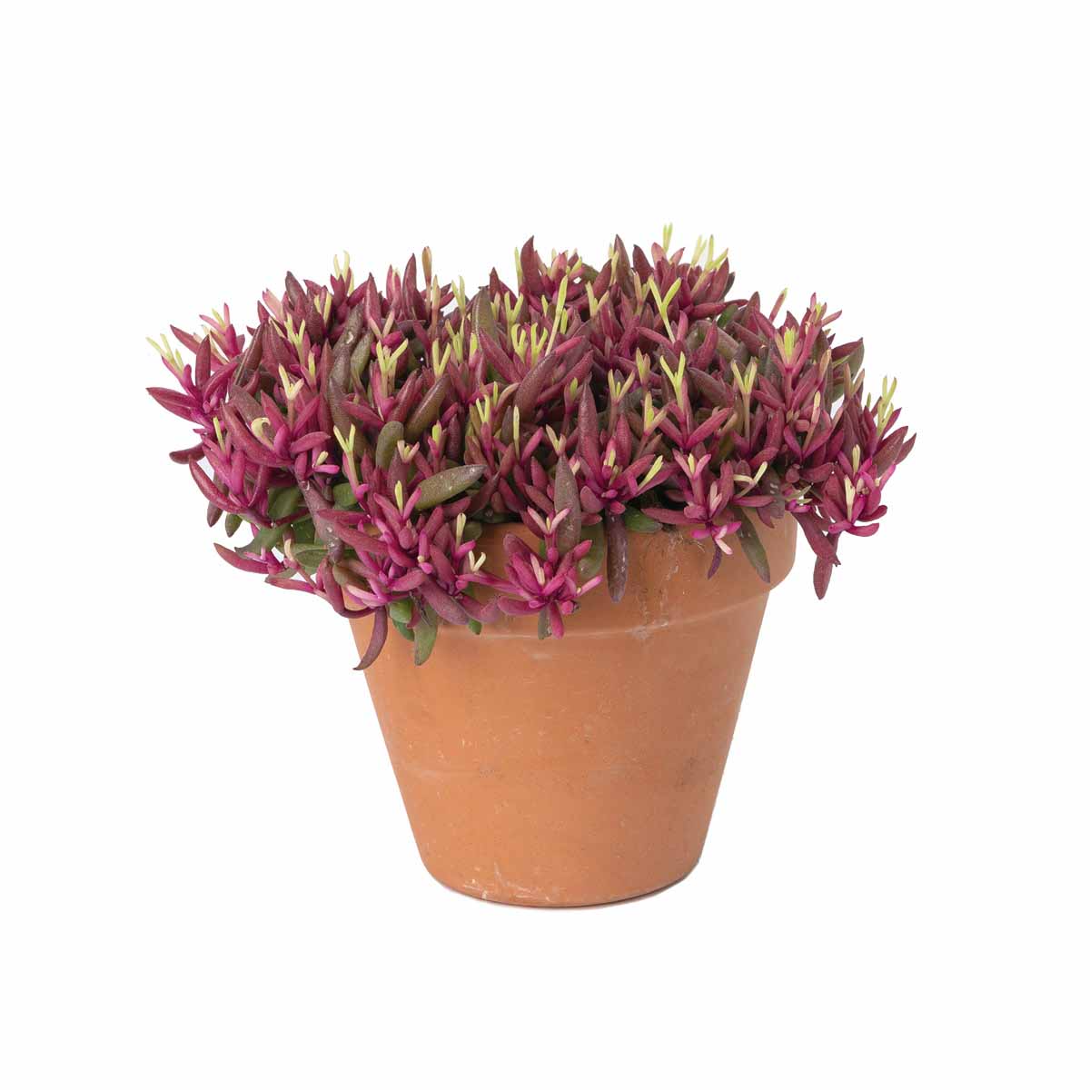 Delosperma Desert Dancer