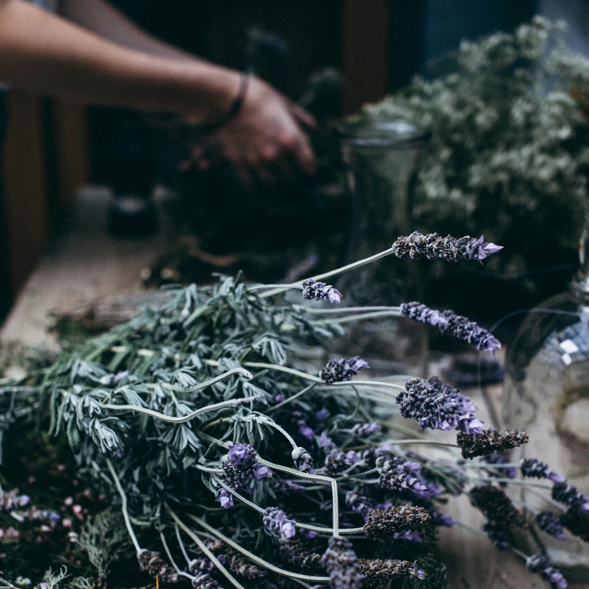 Sfumature di lavanda, un appuntamento per tutta la famiglia